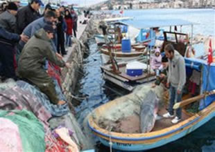 Foçalı balıkçılar köpekbalığı yakaladı