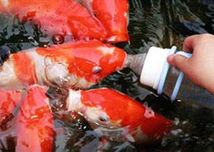 Tayland'da balıklar biberonla besleniyor