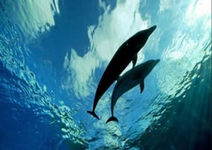 Yunusların insanlar gibi farklı isimleri var