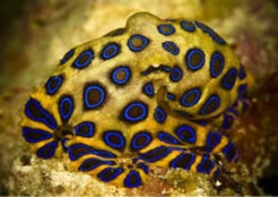 Dünyanın en zehirli ve en küçük ahtapotu