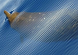 Katil balinanın Orca'dan kaçış stratejisi