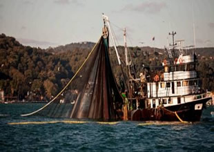 Karadeniz'dehamsi yerine istavrit avlanıyor