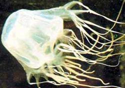 Karadeniz'de zehirli denizanası şüphesi!