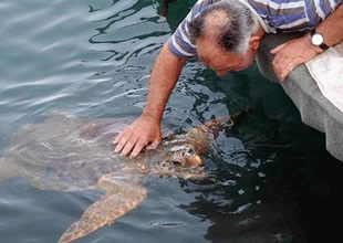 Sezon bitti, caretta besleme yasağı delindi