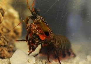 Asabi karides mantis tıpta çığır açabilir