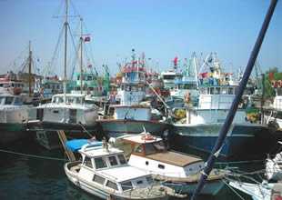 Palamut batıya kaçtı, küçük balıkçı sıkıntılı