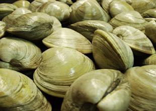 Tuz yiyen midye görenleri şok ediyor