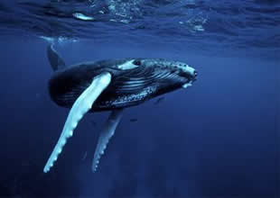 Kambur balinalar için artık risk ortadan kalktı