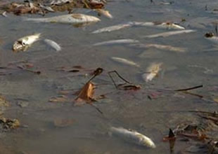 Balıkları öldüren firmaya 96 bin lira ceza