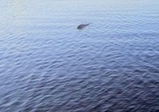 Loch Ness gölü canavarı görüntülendi