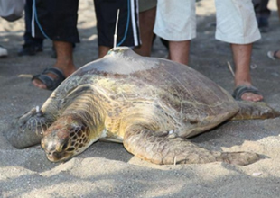 Kaplumbağa Defne 3 haftada Mısır'a ulaştı