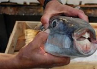 Bodrum'da ağlara 50 kat zehirli balık takıldı