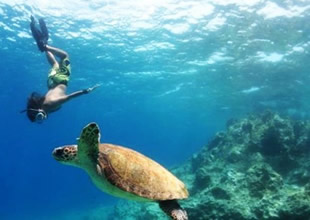 Küresel ısınma erkek deniz kaplumbağalarını yok edebilir