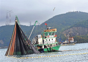 24 metre yasağı balık çeşitlerini arttırdı