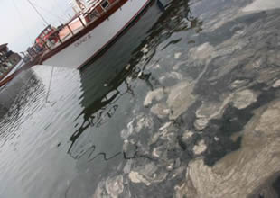 Marmara Denizi'nde kabus geri döndü