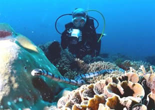 Zehirli kobrayla su altında 10 dakika