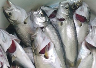 Çinekop bu yıl Karadeniz'i terk etmedi