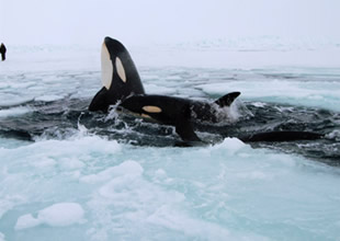 Katil balina sürüsü buzullarda sıkıştı