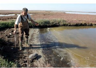 Dalyandan çıkışı engellenen carettalar öldü