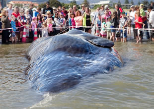 45 tonluk dev Yeni Zelanda'da kıyıya vurdu