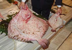 Kalkan balığı av sezonu sona erdi