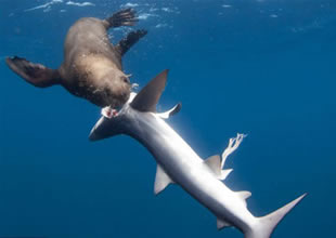 Bu kez fok balığı köpek balığına saldırdı