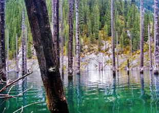 Kaindy Gölü'nün altında bir orman var
