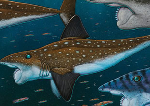 Spiral dişli balık Helikoprin'in sırrı çözüldü