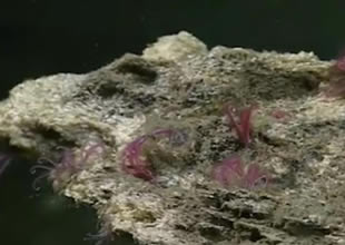 Antarktika yakınlarında benzersiz keşif