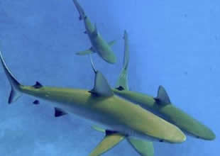 Köpekbalığı dolunayda derin sulara dalıyor