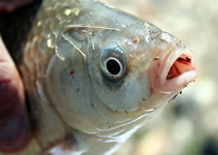 İstilacı balıklar, eko sistemi tehdit ediyor