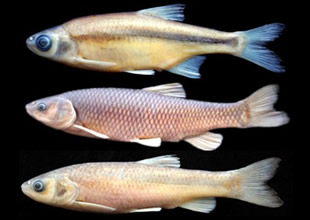 RTEÜ'de 3 yeni balık türü keşfedildi