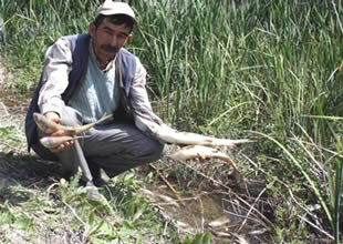 Kemaliye'de balık ölümleri araştırılıyor