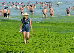 Deniz ve kumsal yosunlarla kaplandı