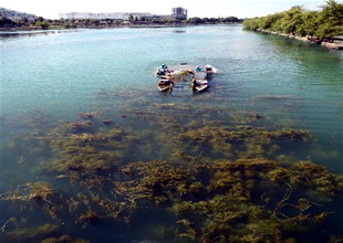 Adana'da Seyhan Nehri temizleniyor