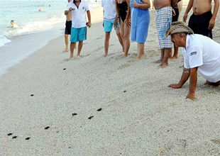 Caretta ve Mydas yavruları denize koştu
