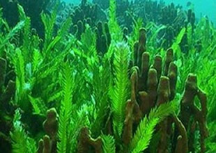 Marmaris Körfezi'ndeki Poseidon çayırlarına bilimsel araştırma