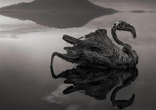 Canlıları taşa çeviren Natron Gölü