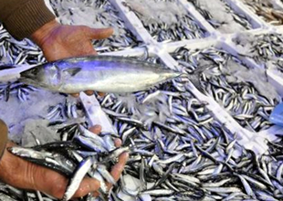 Karadeniz’de palamut ve çinekop hamsiyi yedi