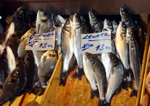 Çipura ve levrekte dünya lideri oluyoruz