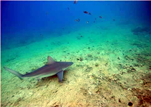 Akdeniz’de 21 balık türü kırmızı listede