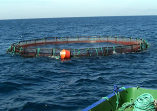 Doğu Karadeniz'de kültür balıkçılığı yüzde 5,5 arttı