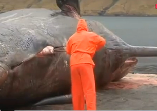 15 metrelik ispermecet balina patladı