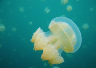 Tayland'da zehirli denizanası can aldı