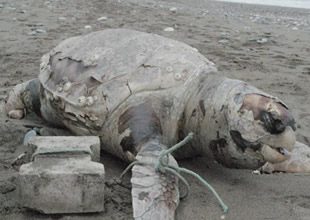 Caretta'yı ayağına taş bağlayıp attılar