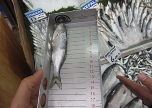 Çocuklarımız denizde balık bulmakta zorlanacak