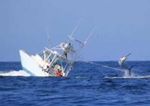 Panama'da kılıçbalığı tekne batırdı