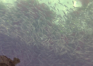 Yavru balıklar feribot iskelesine sığındı