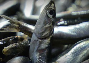 Karadenizli balıkçıları kara kara düşündüren olay!