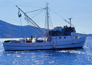 Doğu Karadeniz'de balıkçılar sezonu erken kapattı